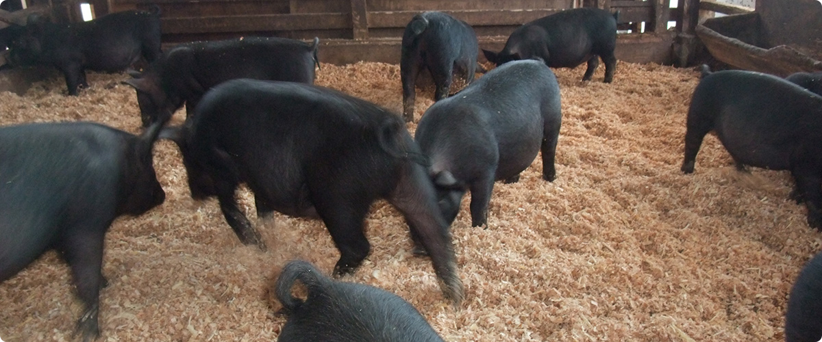 当社アグー豚の飼育環境