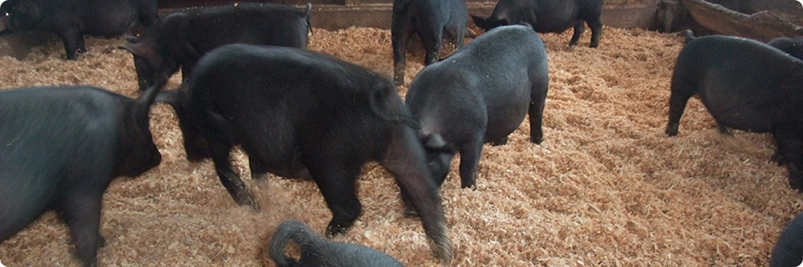 当社アグー豚の飼育環境